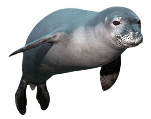 Mamíferos - foca