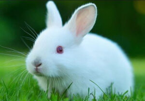 ¿Qué se puede obtener de los conejos?