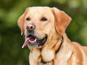 Perro Labrador retriever - Tiempo de vida de los perros