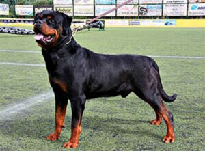 Perro Rottweiler - Tiempo de vida de los perros
