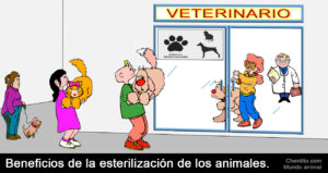 Beneficios de la esterilización de mascotas